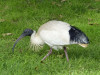 Sydney02_Ibis.jpg
