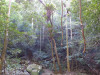 Sydney12_Regenwald02.jpg