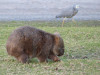 Sydney12_Wombat01.jpg