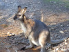 Sydney10_Wallaroo.jpg